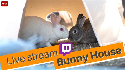 rabbitcsms|Live Sex Webcams From Rabbits Webcams